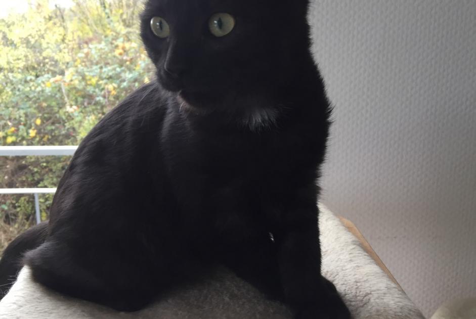 Fundmeldung Katze Weiblich Pusey Frankreich
