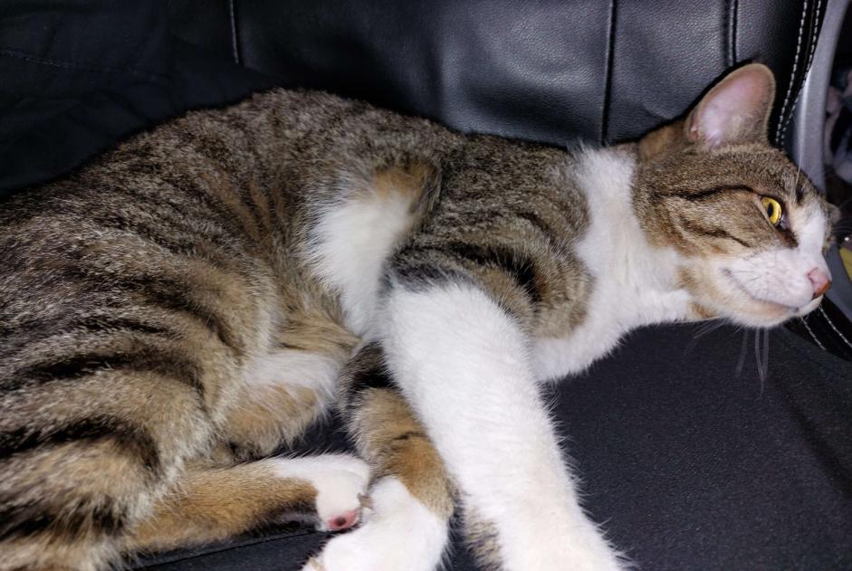 Discovery alert Cat miscegenation Male Vesoul France