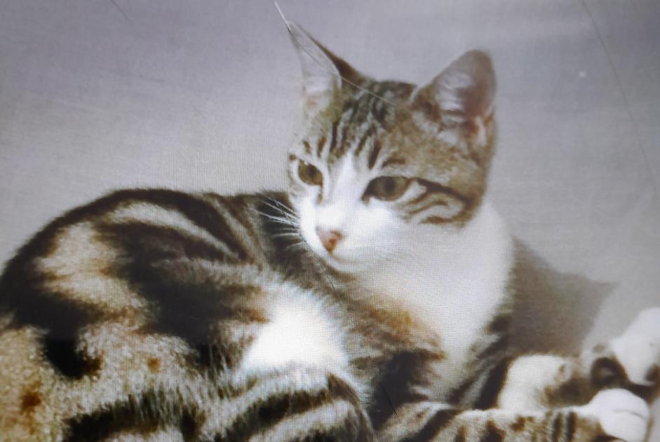 Disappearance alert Cat miscegenation Male , 3 years Saint-Christol-lès-Alès France