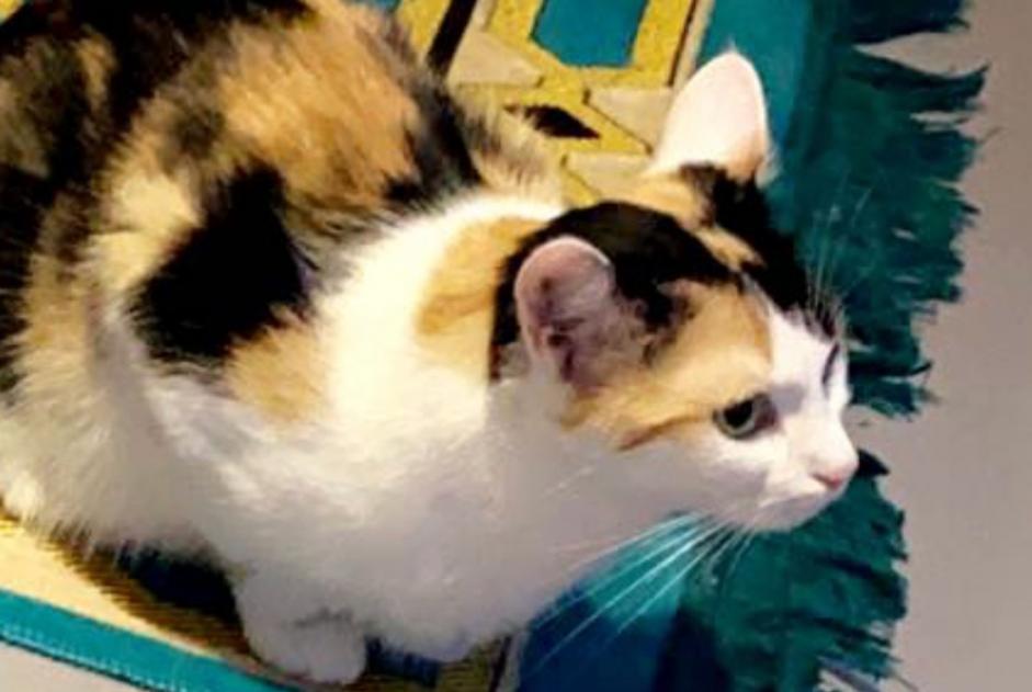 Disappearance alert Cat Female , 4 years Vesoul France