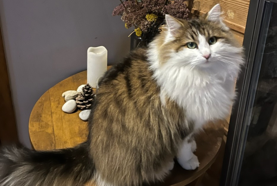 Disappearance alert Cat miscegenation Male , 2 years Beaujeu-Saint-Vallier-Pierrejux-et-Quitteur France