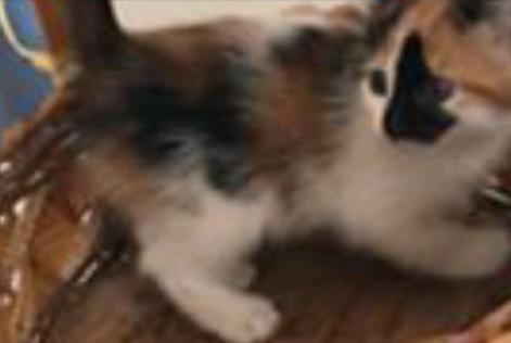 Alerte Disparition Chat croisement Femelle , 3 ans Héricourt France Alerte Disparition Chat croisement Femelle , 3 ans Héricourt France