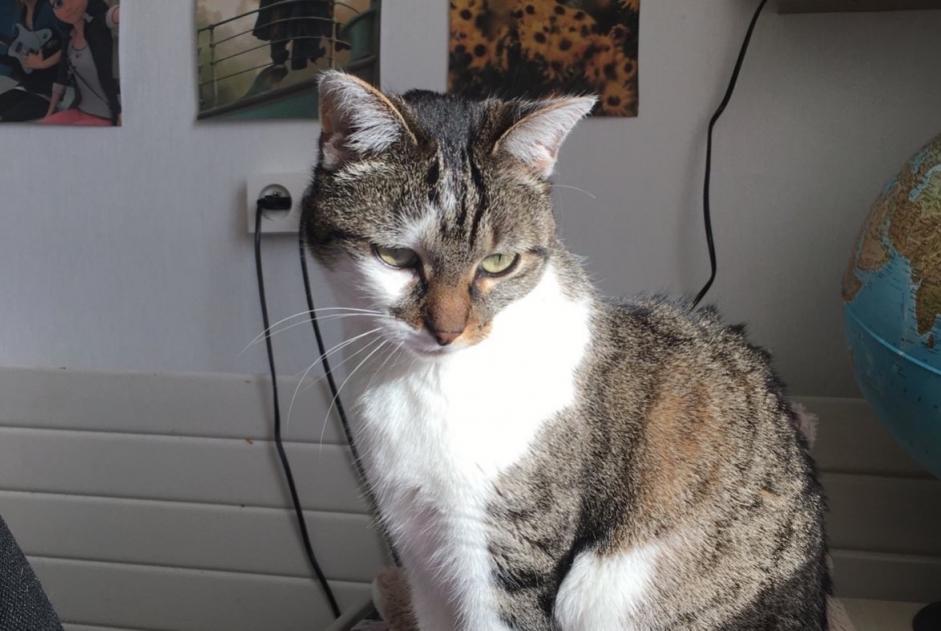 Alerte Disparition Chat Femelle , 5 ans Fougerolles France Alerte Disparition Chat Femelle , 5 ans Fougerolles France