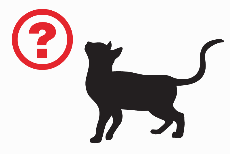Alerte Découverte Chat Femelle Gray France Alerte Découverte Chat Femelle Gray France