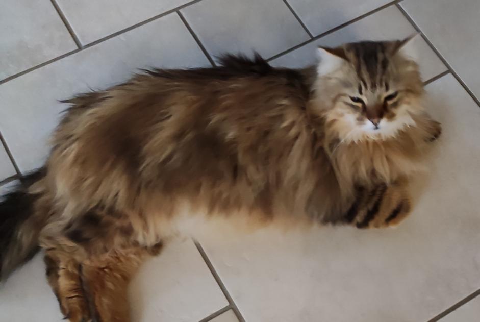 Avviso scomparsa Gatto incrocio di razze Maschio , 7 anni Fleurey-lès-Faverney Francia