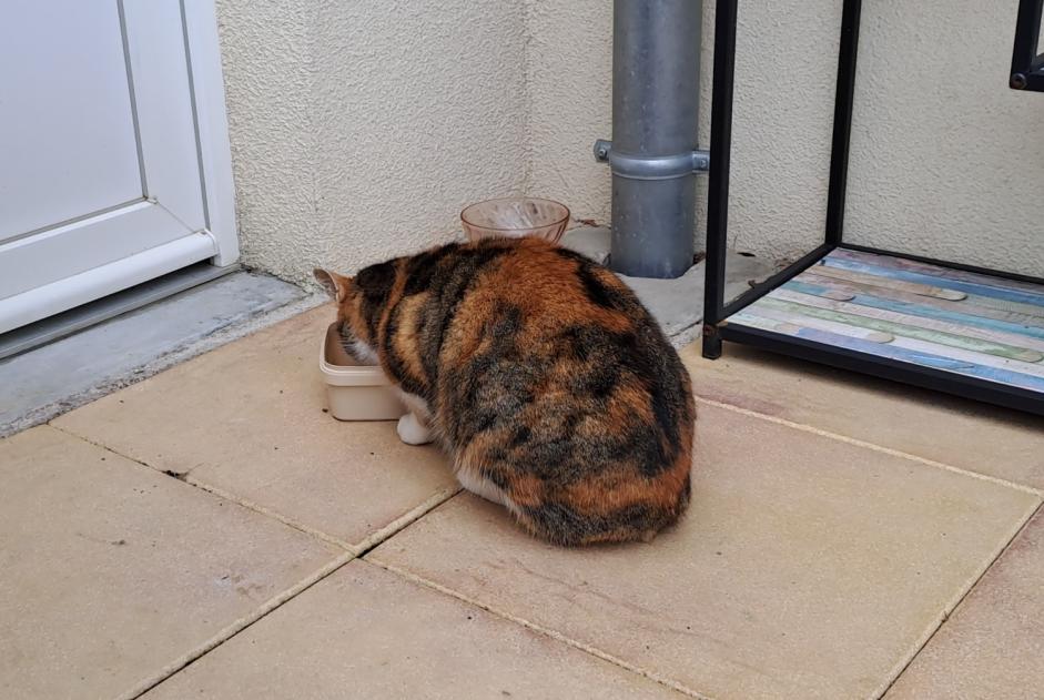 Avviso Ritrovamento Gatto Femmina Vaivre-et-Montoille Francia