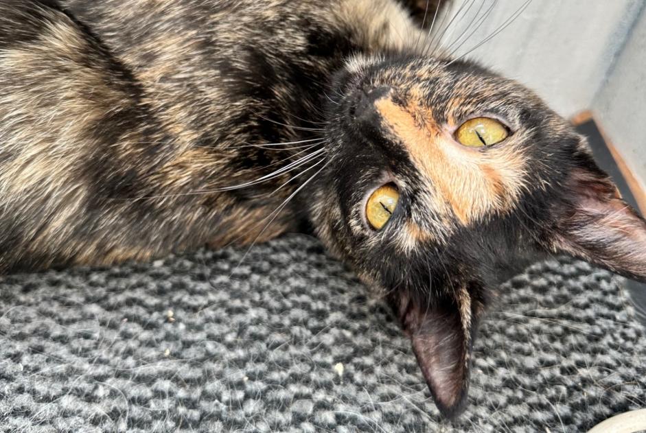 Alerta desaparecimento Gato Fêmea , 1 anos Saint-Loup-sur-Semouse France